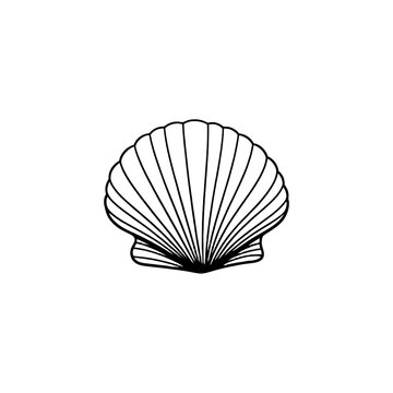 Detailed illustration of a white scallop seashell with intricate lines isolated on transparent background