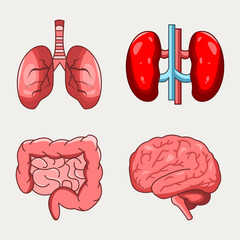 Vector collection of colored flat human organs