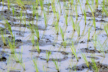green rice field as nature background