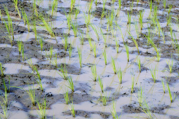 green rice field as nature background