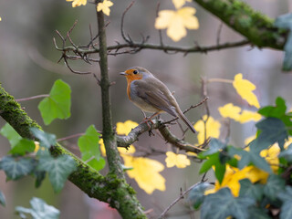 Portrait of a Robin in front of a dreamy and art like background. High quality photo