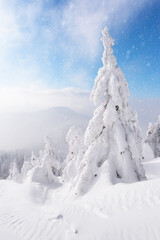 Fototapeta premium Tall winter trees covered with snow under clear sky. Snowy mountain landscape with pristine frozen nature