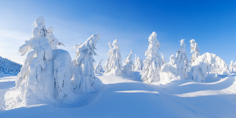 Fototapeta premium Sunny winter mountain landscape with frozen trees in deep snow. Bright snowy panorama in clear alpine weather