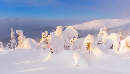Fototapeta premium Snowy winter trees glowing in warm sunset light on a mountain hill. Winter landscape with beautiful snow covered nature