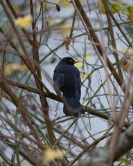 Female Blackbird posing on a Branch before sunny blue Sky in the late Autumn of 2025 in Germany. High quality photo