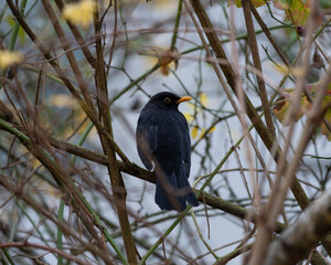Female Blackbird posing on a Branch before sunny blue Sky in the late Autumn of 2025 in Germany. High quality photo