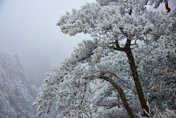 Rime ice on a trees, winter in Huangshan National Park, Anhui, China