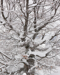 Fototapeta premium Close up view of winter beech tree branches covered with fresh snow. Natural snowy texture in cold frozen landscape