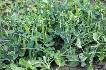 Green peas grow in the garden. Beautiful close up of green fresh peas and pea pods. Healthy food