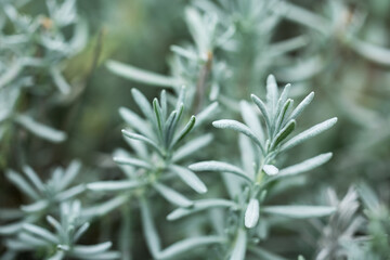 cotton lavander bush close up, floral background