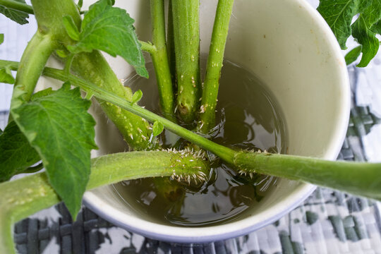 Top view of tomato side-shoots or suckers developing roots in vase of water