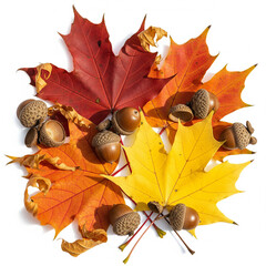 Vibrant autumn leaves and acorns creating a festive fall composition on a white background