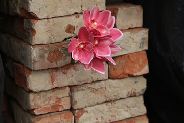 Pink Orchid Bloom Emerges From Weathered Brick Stack, Creating Striking Natural Contrast