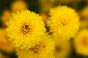 Chrysanthemums. Yellow chrysanthemums. Yellow flowers. Chrysanthemums are long-livers of the garden.