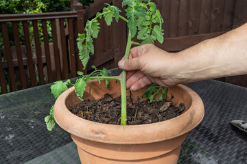 Hand planting tomato side-shoot cutting in terracotta pot on a garden table