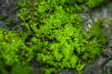 Obraz premium Green moss close-up on a stone