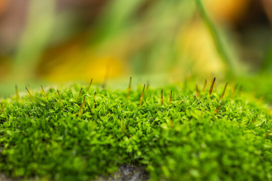 Sporophytes of Polytrichum moss Polytrichum commune close up. Shallow depth of field, suitable for backgrounds