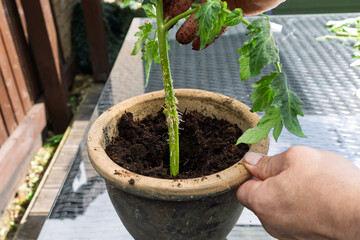 Hand planting tomato side-shoot cutting in terracotta pot on a garden table