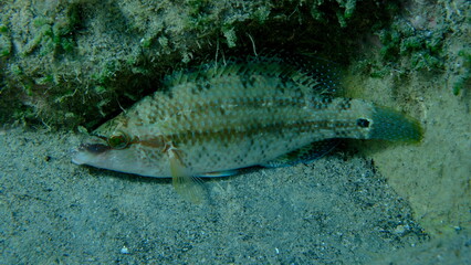 East Atlantic peacock wrasse (Symphodus tinca) undersea, Ligurian Sea, Italy, Imperia