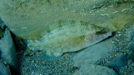 East Atlantic peacock wrasse (Symphodus tinca) undersea, Ligurian Sea, Italy, Imperia