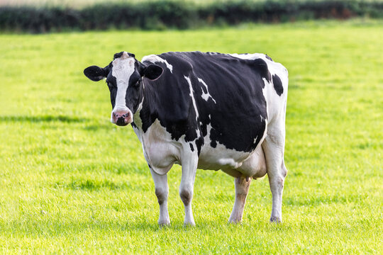 Holstein dairy cow standing in a farm green grass pasture field in rural countryside. Black and white cow facing the camera on farmland during summer