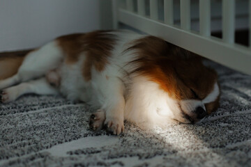 dog chihuahua sleeping on the couch