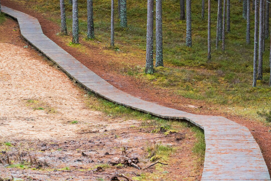 Winding wooden boardwalk trail passing through sand dunes and pine forest in Tolkuse Bog, Parnu County, Estonia.