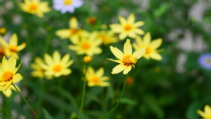 Lively Yellow Coreopsis Flowers Blooming in a Garden with Natural Green Background