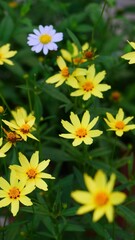 Lively Yellow Coreopsis Flowers Blooming in a Garden with Natural Green Background