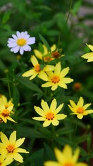 Lively Yellow Coreopsis Flowers Blooming in a Garden with Natural Green Background