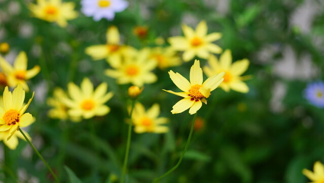 Lively Yellow Coreopsis Flowers Blooming in a Garden with Natural Green Background