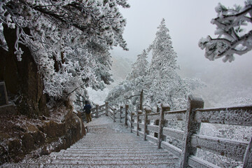 Rime ice on a trees, winter in Huangshan National Park, Anhui, China