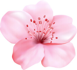 Fototapeta premium Cherry Blossom