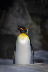 Obraz premium King penguin standing with yellow plumage in a dark natural setting