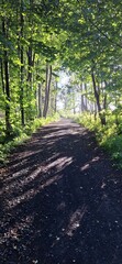 footpath in the woods