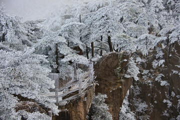 Rime ice on a trees, winter in Huangshan National Park, Anhui, China