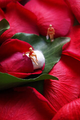 Tampon, Menstrual Cycle Female Reproductive Health