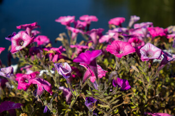 Fototapeta premium violet flowers in the garden