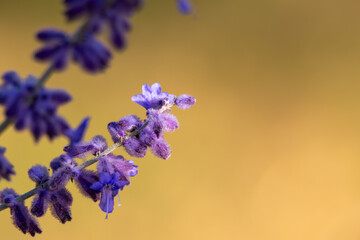 close up of a lavender flower
