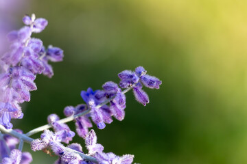 close up of a lavender flower