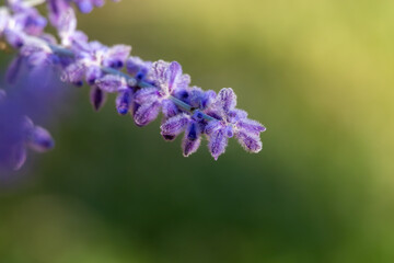 close up of a lavender flower