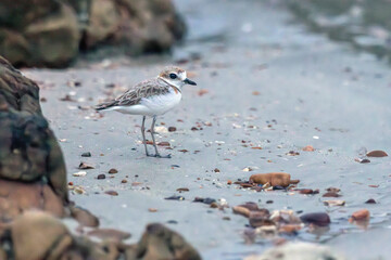 The Malaysian Plover is endangered due to the destruction of the mangrove forests that provide habitat and food for the species.