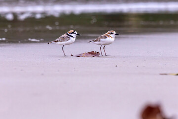 The Malaysian Plover is endangered due to the destruction of the mangrove forests that provide habitat and food for the species.