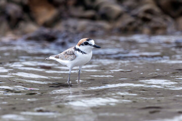 The Malaysian Plover is endangered due to the destruction of the mangrove forests that provide habitat and food for the species.