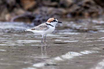 The Malaysian Plover is endangered due to the destruction of the mangrove forests that provide habitat and food for the species.