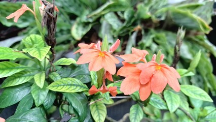 Tropical peach blooms of Firecracker Flowers (Crossandra infundibuliformis) in full blossom, their vibrant color contrasting with deep green leaves