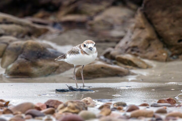 The Malaysian Plover is endangered due to the destruction of the mangrove forests that provide habitat and food for the species.