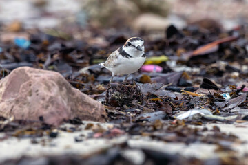 The Malaysian Plover is endangered due to the destruction of the mangrove forests that provide habitat and food for the species.