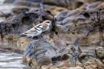The Malaysian Plover is endangered due to the destruction of the mangrove forests that provide habitat and food for the species.