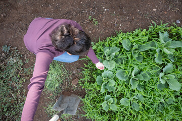 Young woman working on an outdoor field plantation